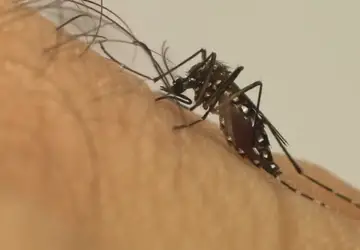 Itabira, Barão de Cocais e Monlevade lideram ranking de notificação de casos de dengue na região