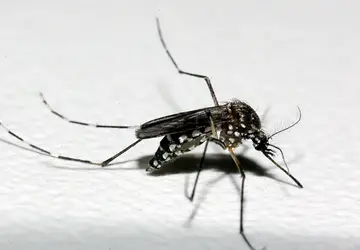 PSFs de Barão atenderão exclusivamente casos suspeitos de dengue no período da manhã