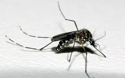 PSFs de Barão atenderão exclusivamente casos suspeitos de dengue no período da manhã