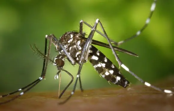 Monlevade registra primeira morte confirmada por chikungunya