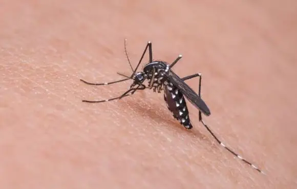 Dengue: morte de paciente de 55 anos é investigada no Hospital Margarida 